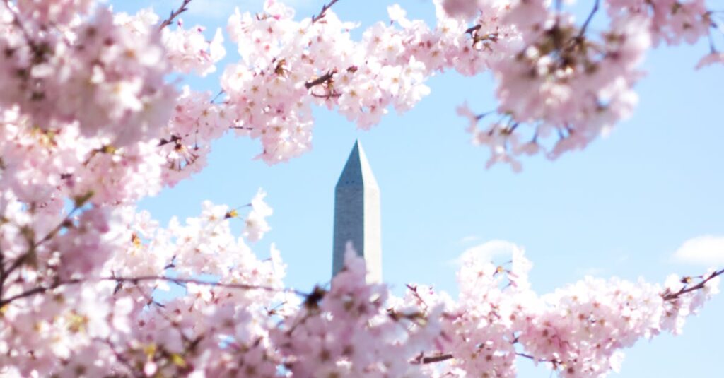 Stunning cherry blossoms with the Washington Monument in the backdrop, captured in springtime.