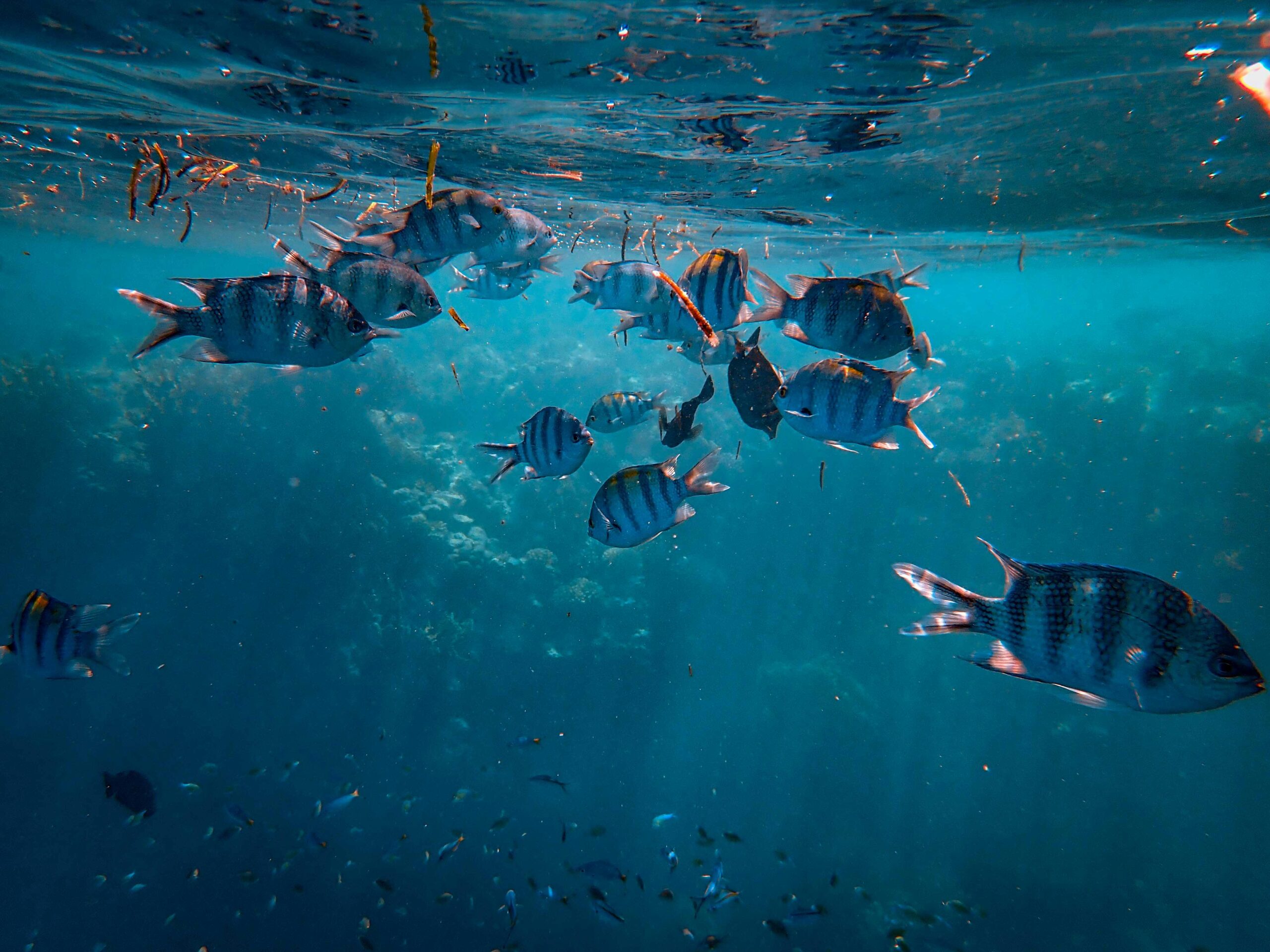 Vibrant school of Sergeant Major fish swimming underwater in clear ocean water during daylight.